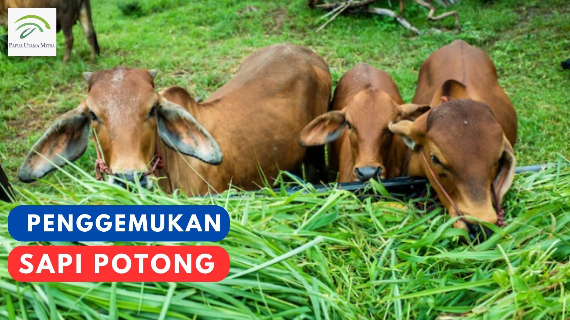 Konsumsi dan pemberian pakan pada penggemukan sapi potong